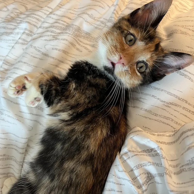A baby medium-sized female Calico Domestic Short Hair cat named Fleur for adoption in Mokena, IL