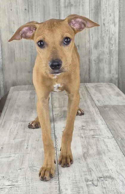 An adult small-sized female Rat Terrier dog named Prada for adoption in Shreveport, LA