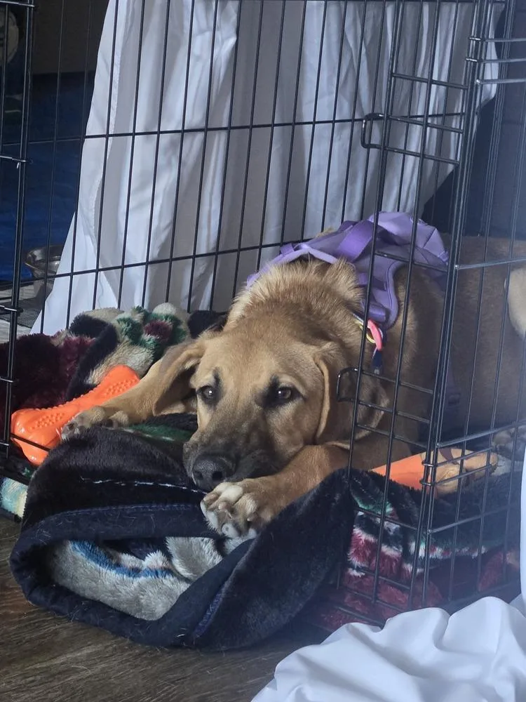 A baby large-sized male Great Pyrenees dog named London for adoption in Thornton, CO
