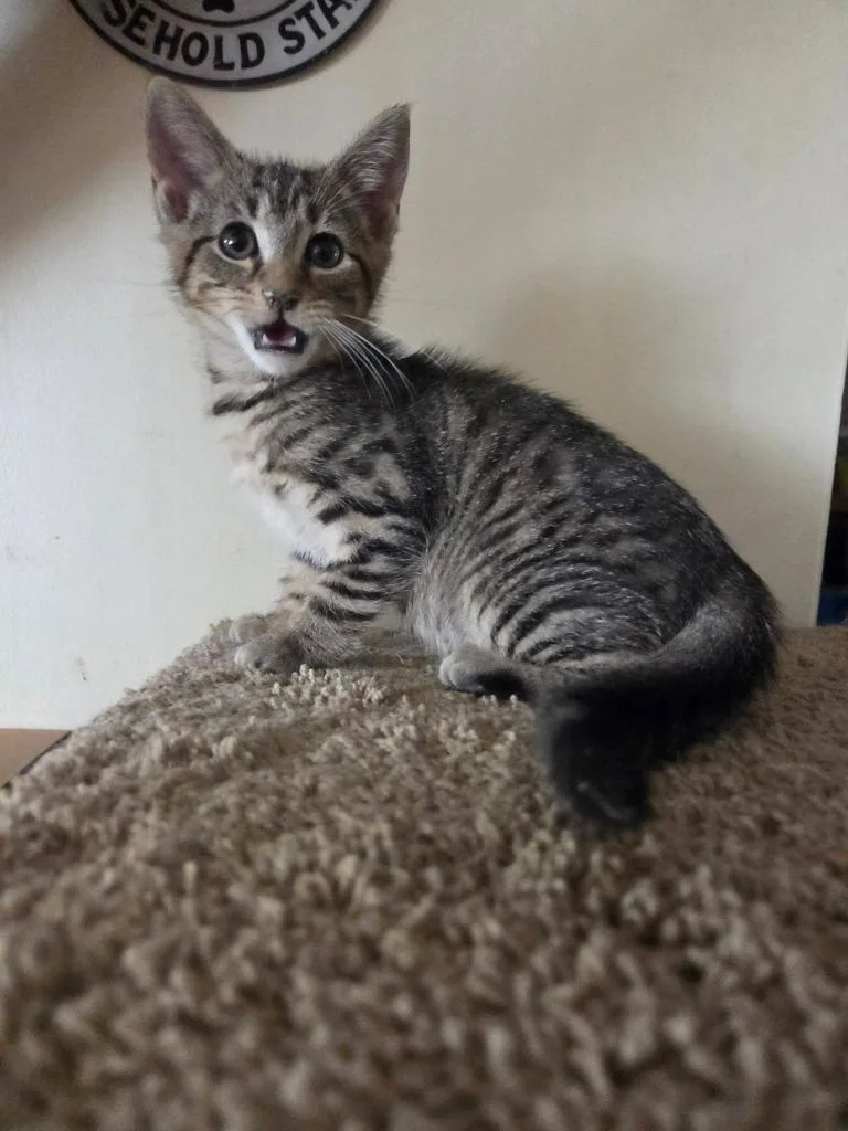 A baby medium-sized female Domestic Short Hair cat named Butterfly for adoption in Parkville, MD