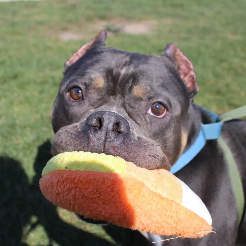 Dutchess thumbnail 3