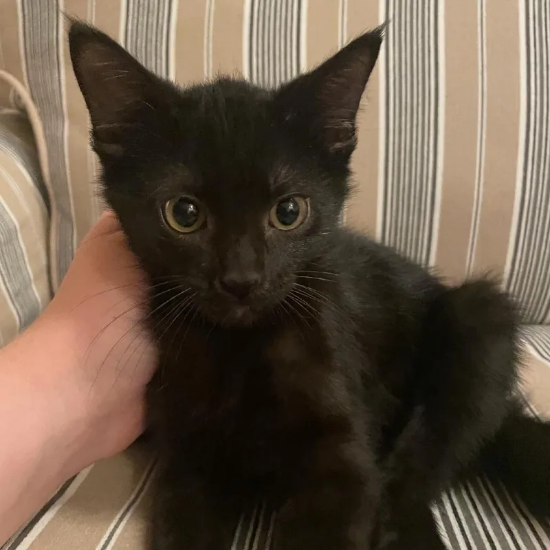 A baby small-sized male Black Domestic Short Hair cat named Fitzgerald for adoption in Granby, MO