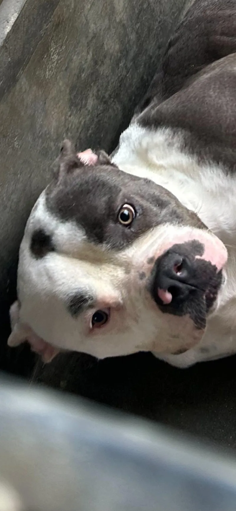 An adult large-sized male Pit Bull Terrier dog named Silvio for adoption in Cool, CA