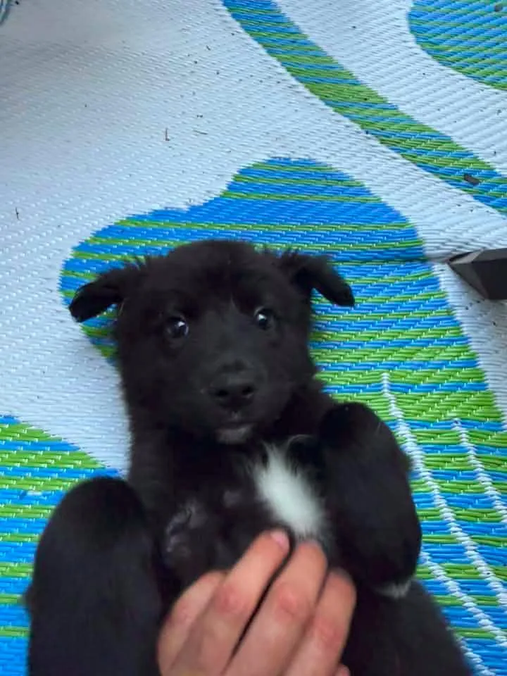 A baby medium-sized female Portuguese Water Dog dog named Glory $ for adoption in Milwaukee, WI