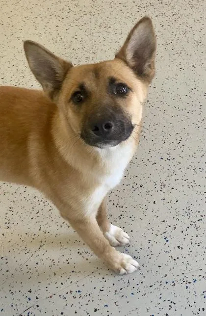 A young medium-sized female Brown / Chocolate Shepherd dog named Mercedes for adoption in Glasgow, KY