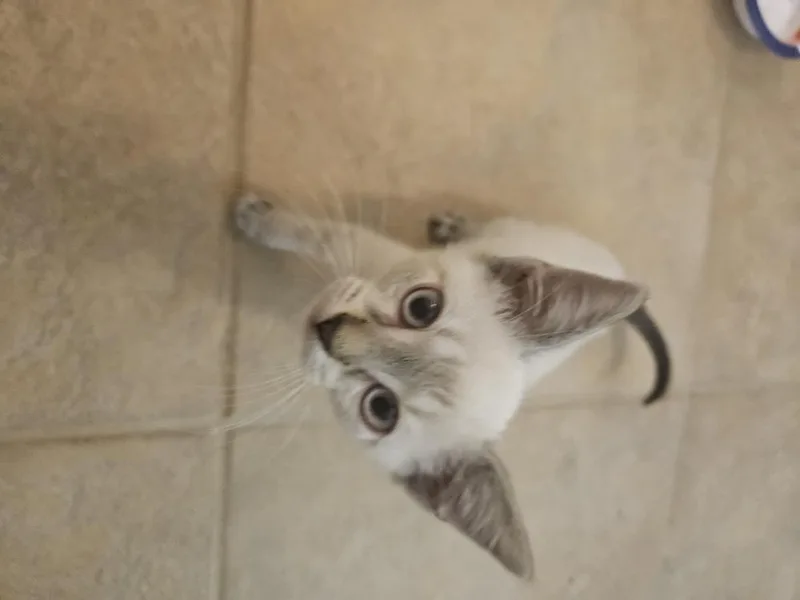 A baby small-sized male Siamese cat named Huey II for adoption in Austin, TX