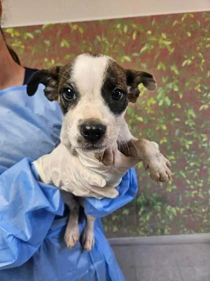 A young small-sized female Terrier dog named Joanna for adoption in San Antonio, TX