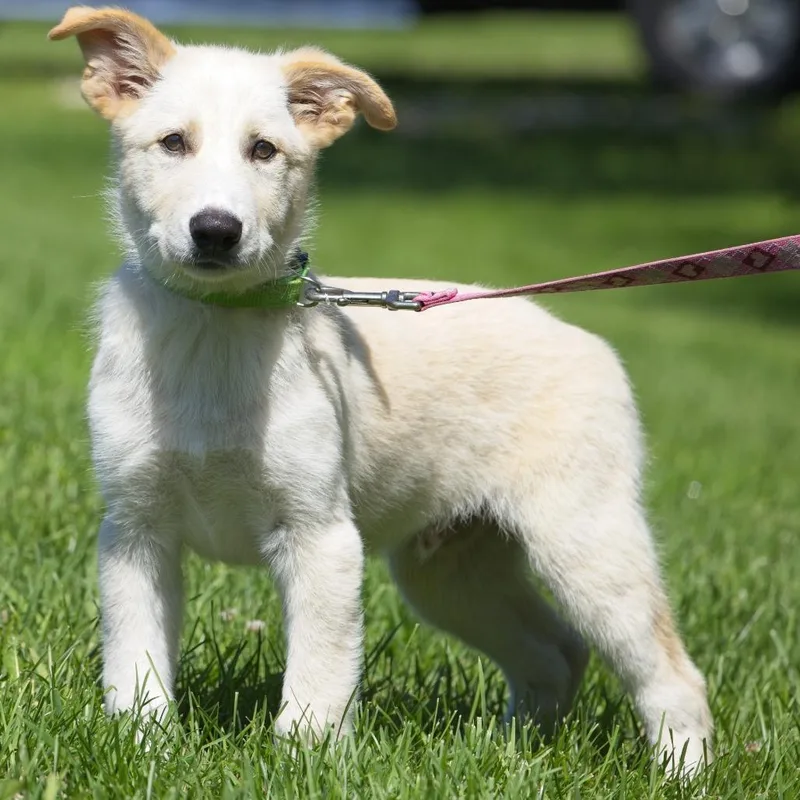 A baby large-sized male Yellow / Tan / Blond / Fawn Great Pyrenees dog named Lime for adoption in South Elgin, IL