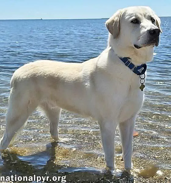 A young large-sized male White / Cream Great Pyrenees dog named Zeus In Ct for adoption in Beacon, NY
