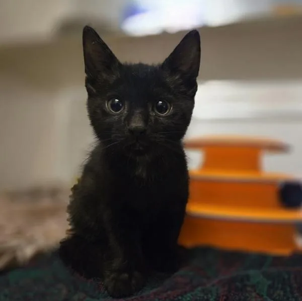 A baby small-sized male Domestic Short Hair cat named Badu for adoption in Oakland, CA