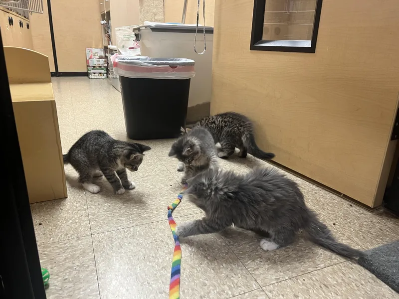 A baby medium-sized male Tabby (Brown / Chocolate) Domestic Short Hair cat named Zebra & Tiger for adoption in Worcester, MA