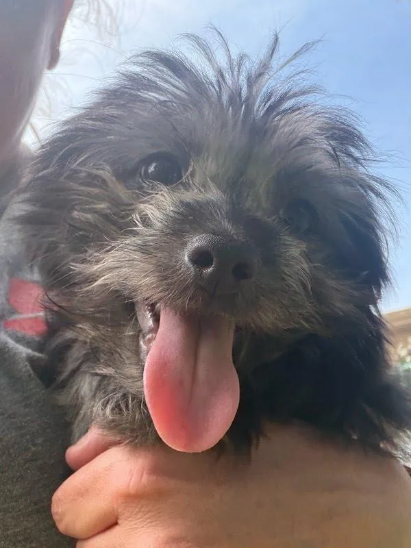A baby small-sized male Yorkshire Terrier dog named Simon for adoption in Knoxville, TN