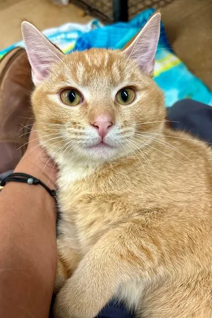 A baby small-sized male Domestic Short Hair cat named Bert for adoption in York, SC
