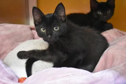 A young medium-sized female Domestic Short Hair cat named Penelope for adoption in Kansas City, MO