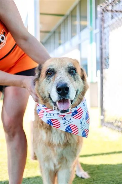 A senior large-sized female Mixed Breed dog named Foxy for adoption in Dallas, TX