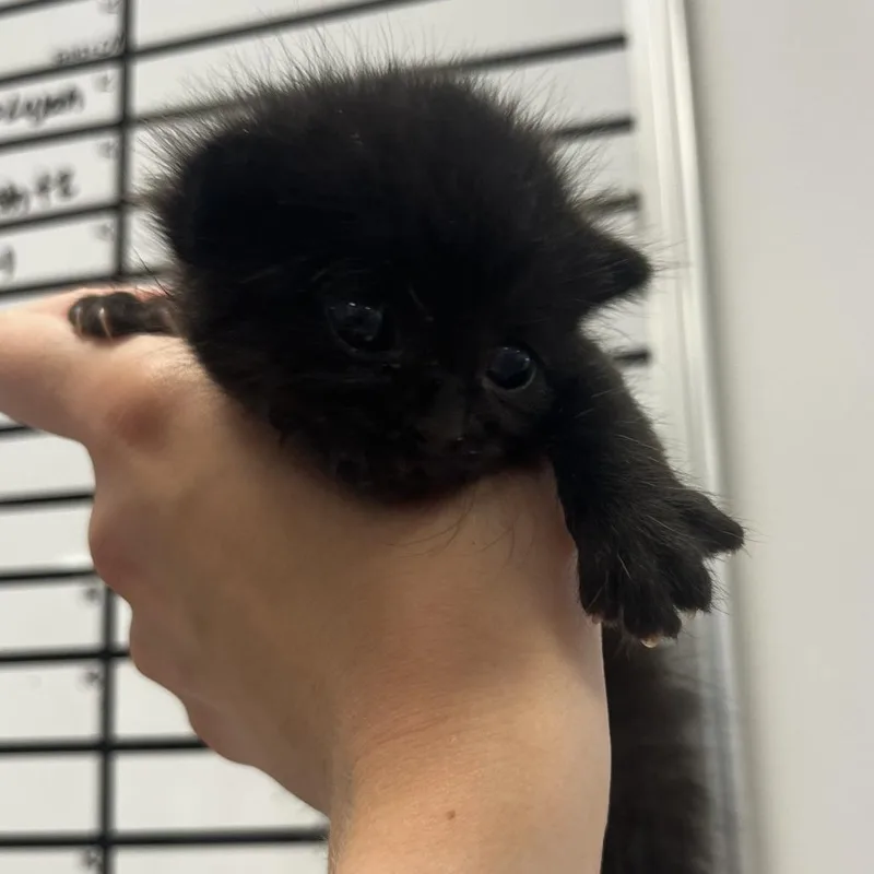 A baby small-sized male Black Domestic Short Hair cat named Agent K for adoption in Rifle, CO