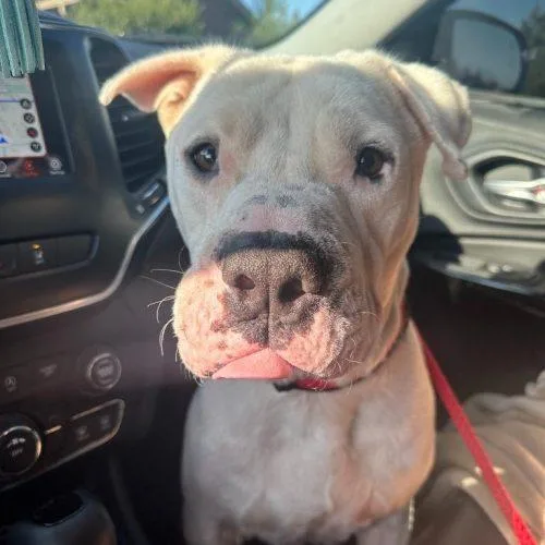 An adult large-sized male Yellow / Tan / Blond / Fawn American Bulldog dog named Davidson for adoption in Edmond, OK