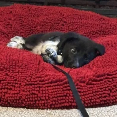 A baby medium-sized male Black Border Collie dog named Goose for adoption in Overland Park, KS