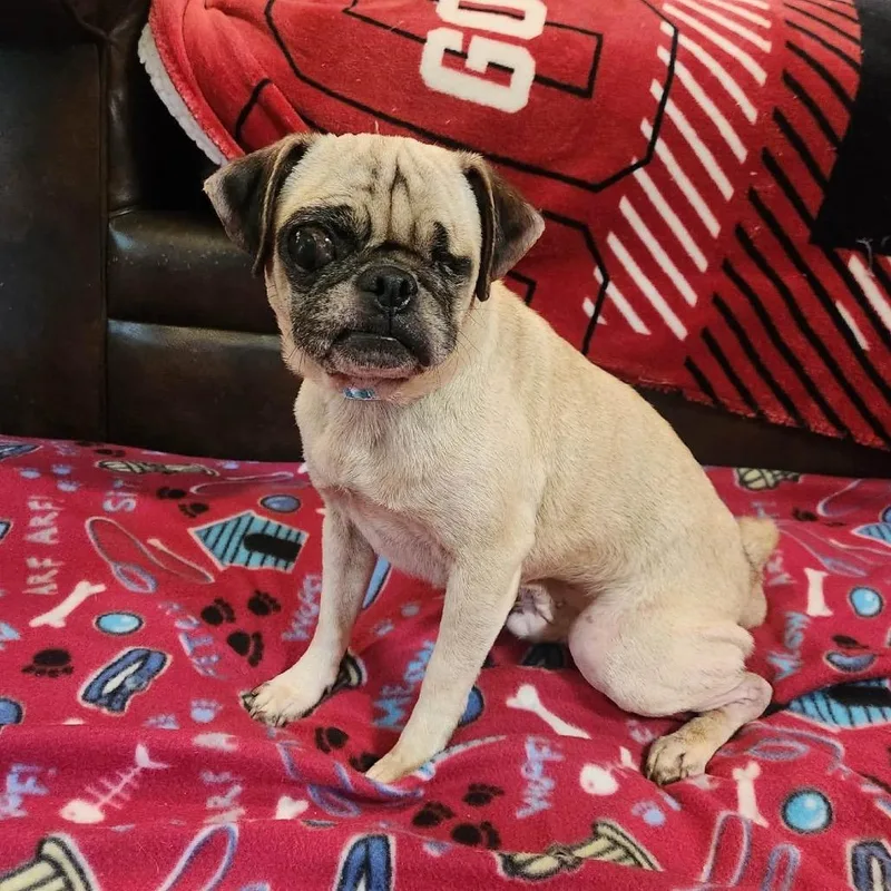 Winston