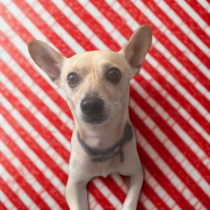 Tony thumbnail 4
