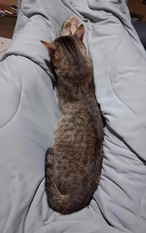 An adult medium-sized male Tabby (Gray / Blue / Silver) Domestic Short Hair cat named Milo for adoption in Cordova, TN