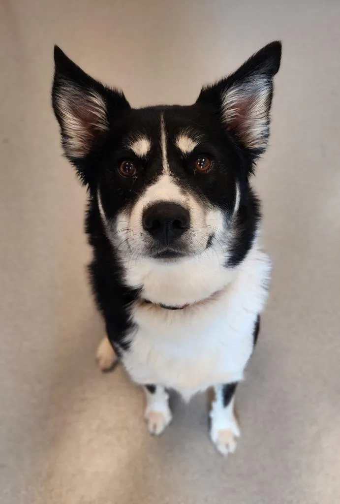 Timber