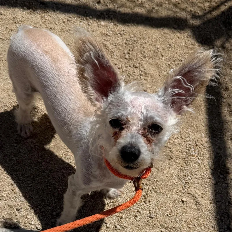 An adult small-sized male White / Cream Maltese dog named Crosby for adoption in Reno, NV