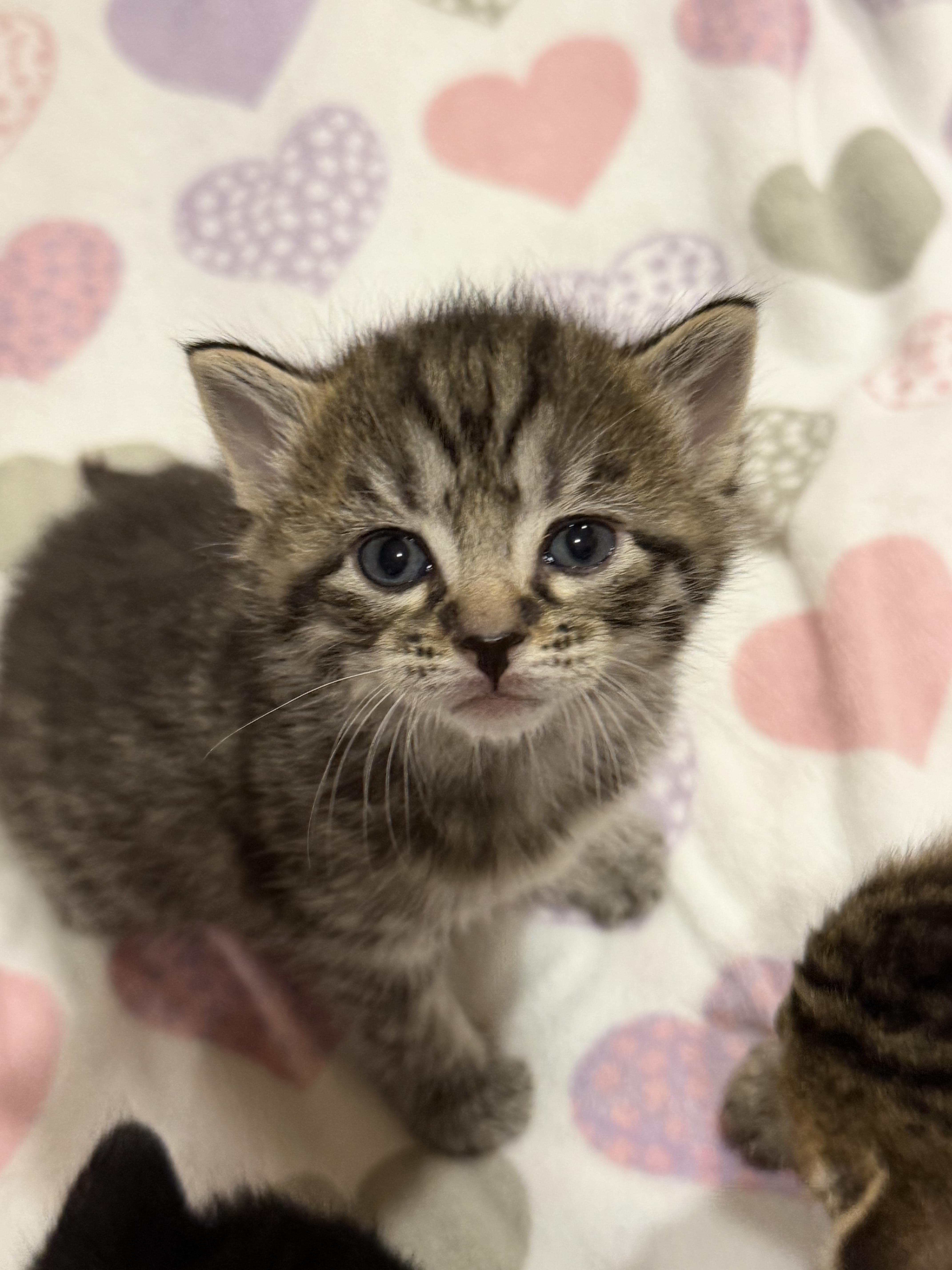 A baby medium-sized female Tabby (Buff / Tan / Fawn) Domestic Short Hair cat named Maeve for adoption in North Haledon, NJ