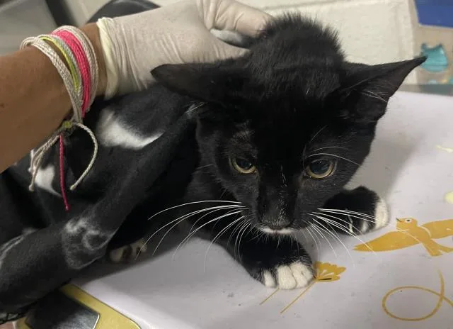A young medium-sized male Domestic Short Hair cat named Jellyfish for adoption in Pensacola, FL