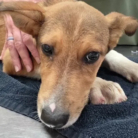 A baby small-sized male Brown / Chocolate Shepherd dog named Simpson U for adoption in Tupelo, MS