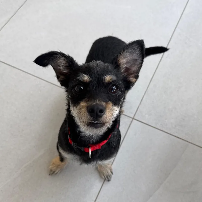 A young small-sized female Black Mixed Breed dog named Odessa for adoption in Evanston, IL