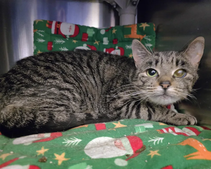 An adult large-sized female Tabby (Brown / Chocolate) Domestic Short Hair cat named Feminina for adoption in Amityville, NY
