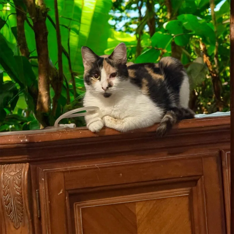 A young medium-sized female Tortoiseshell cat named Layla for adoption in MONTGOMERY, TX