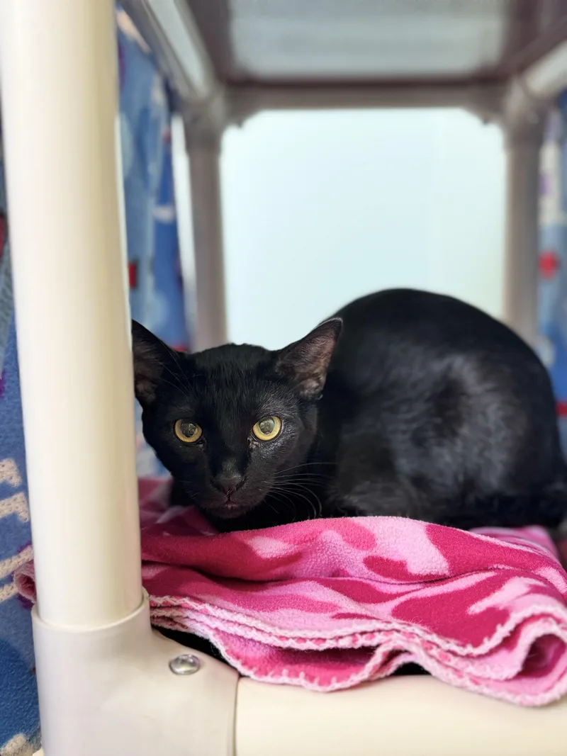 An adult medium-sized male Black Domestic Short Hair cat named Lachlan for adoption in Dodgeville, WI