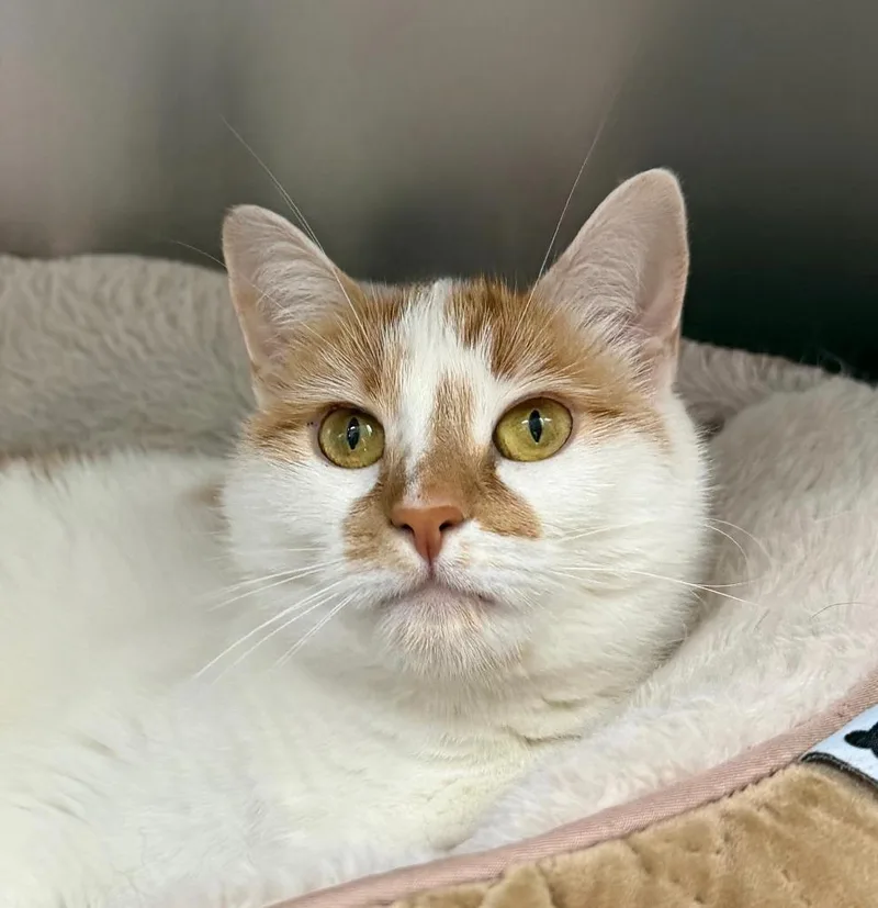 An adult small-sized female Domestic Short Hair cat named Sparky for adoption in State College, PA