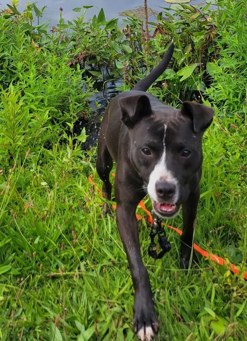An adult medium-sized female Pit Bull Terrier dog named Lindy for adoption in Ringwood, NJ