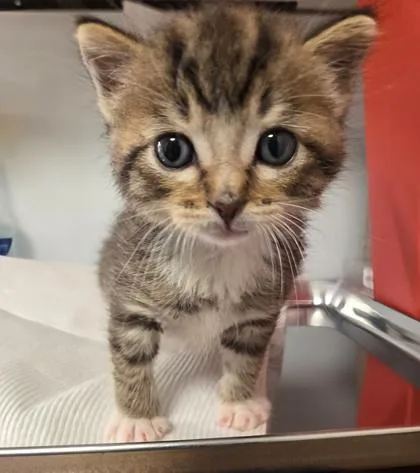 A baby small-sized male Domestic Short Hair cat named Drake for adoption in Fresno, CA