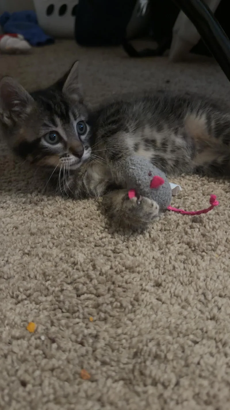 A baby small-sized male Brown / Chocolate Domestic Short Hair cat named Milo for adoption in Columbia, MO