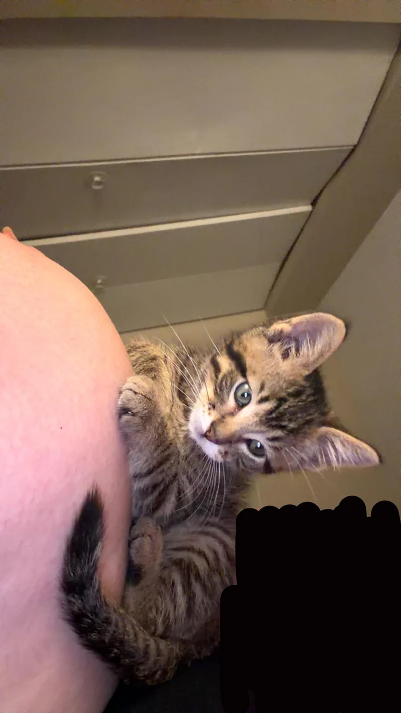 Milo thumbnail 2