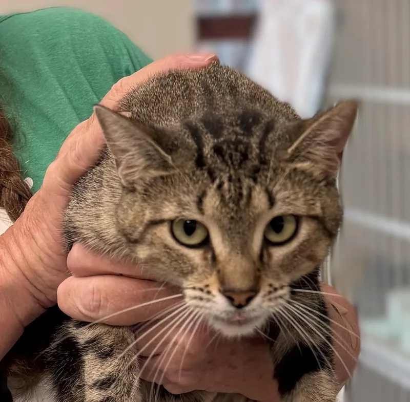 An adult medium-sized female Tabby (Brown / Chocolate) Domestic Short Hair cat named Eevee for adoption in Slidell, LA
