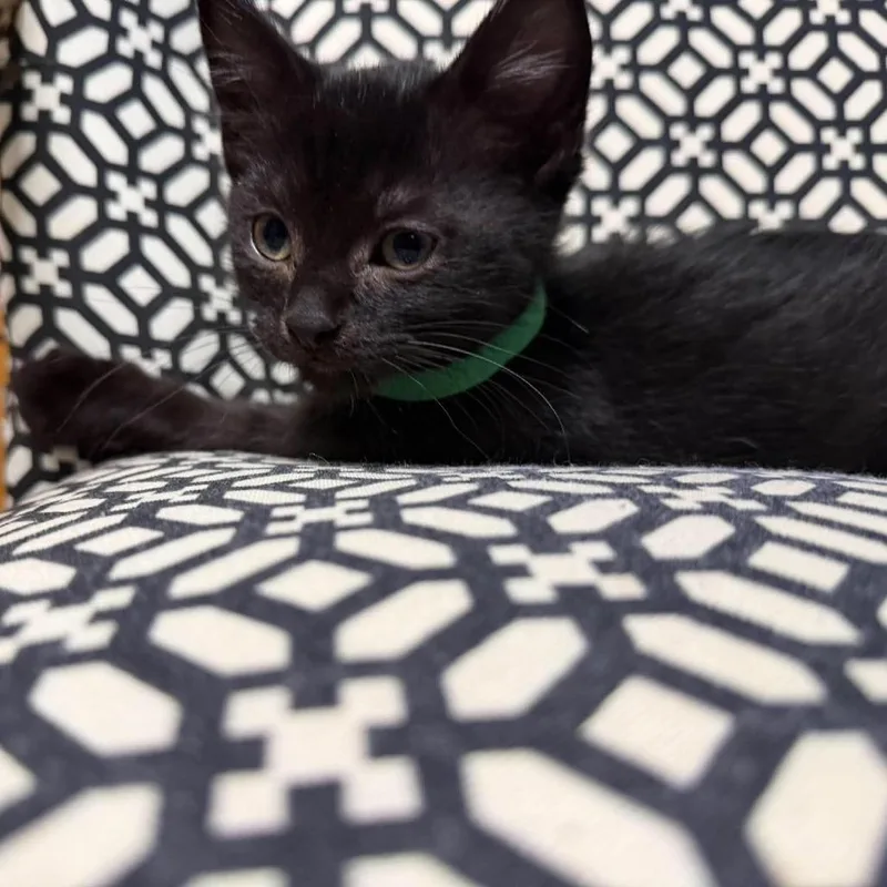 A baby small-sized male Black Domestic Short Hair cat named Coco for adoption in Ferndale, WA