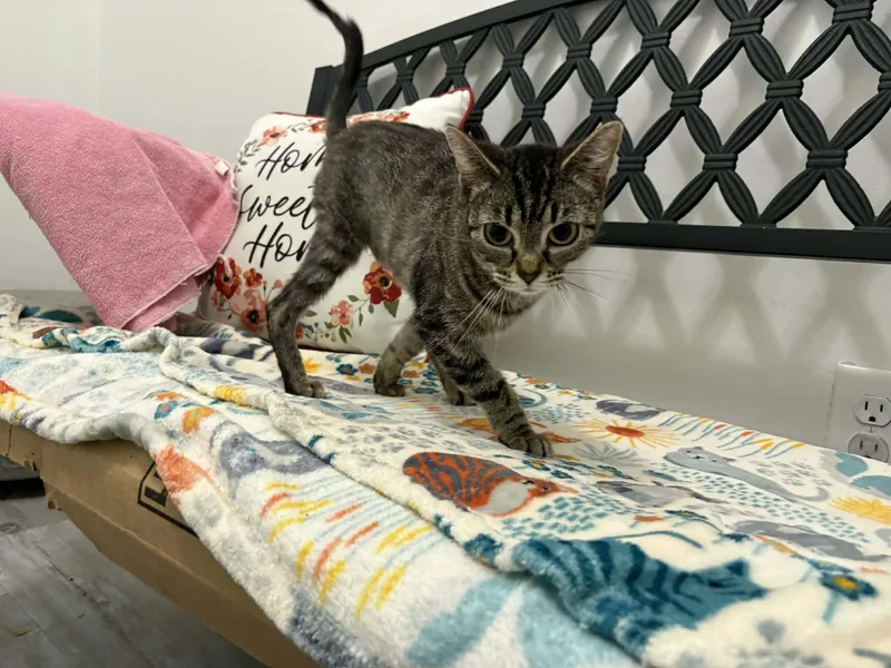 Hazel Bug thumbnail 2