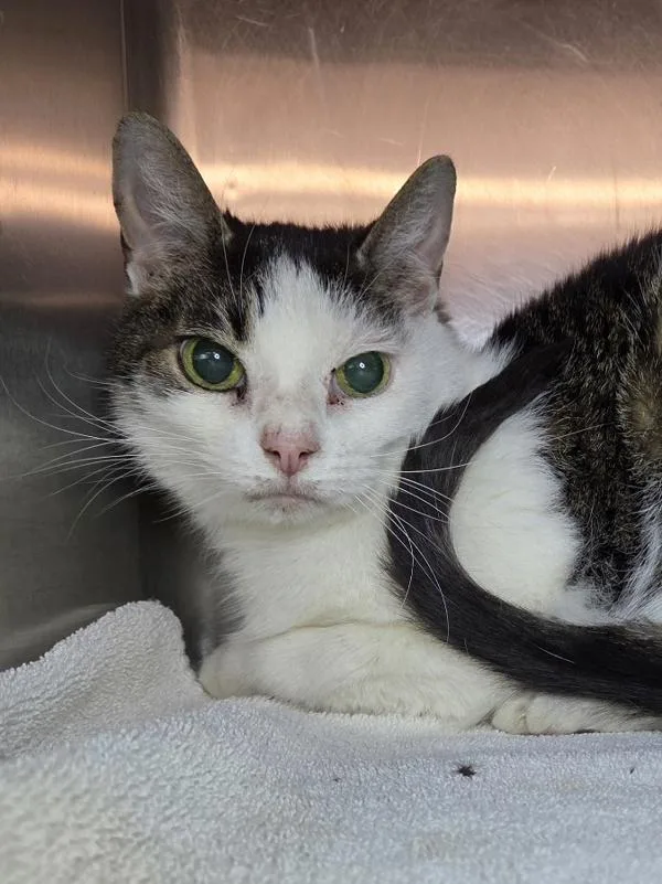 A senior medium-sized male Domestic Short Hair cat named George for adoption in Millersville, MD