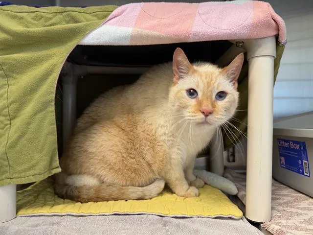 A senior small-sized male Domestic Short Hair cat named Brimley for adoption in Minneapolis, MN