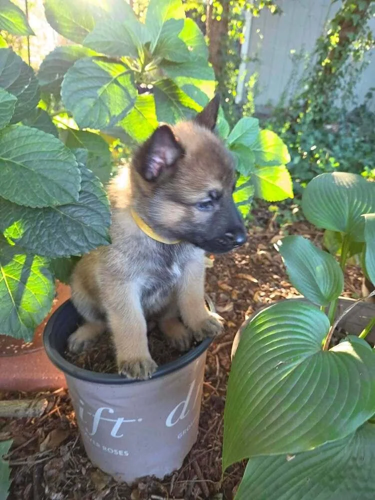 A baby small-sized male Tricolor (Brown, Black, & White) Belgian Shepherd / Malinois dog named Pumpkins Litter Sorrel  for adoption in Imlay City, MI