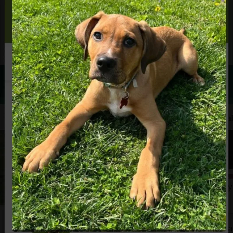 A baby medium-sized male Brown / Chocolate Hound dog named Ricky for adoption in Springboro, OH