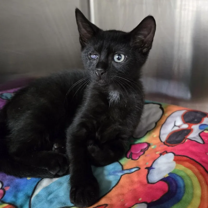 A baby small-sized male Black Domestic Short Hair cat named Jolly Roger for adoption in Newark, NJ