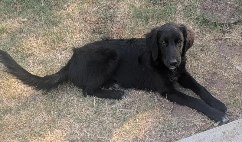 A baby large-sized female Great Pyrenees dog named Evermore for adoption in Kiowa, OK