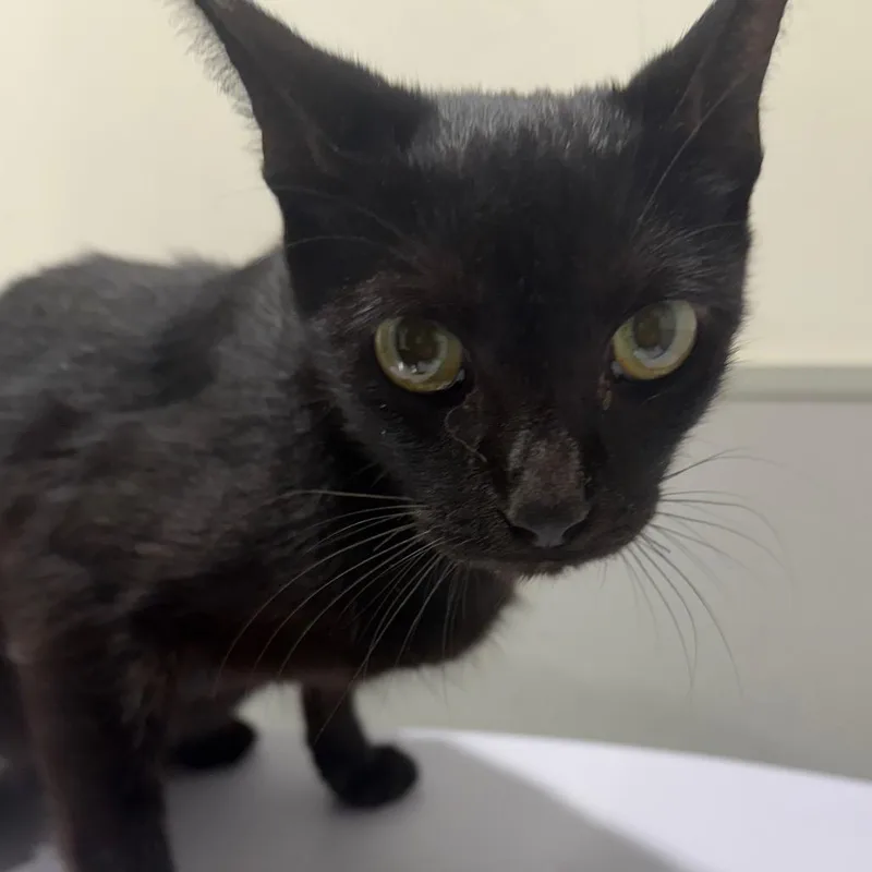 A young medium-sized female Black Domestic Short Hair cat named Moira for adoption in Tampa, FL