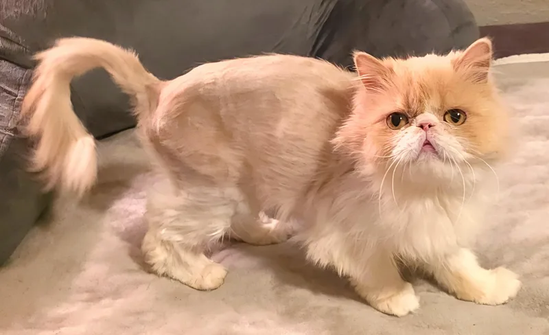 A young medium-sized female Orange / Red Persian cat named Honeysuckle for adoption in Converse, TX